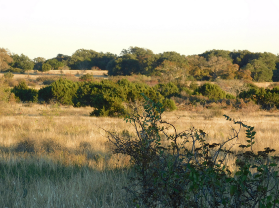 At Balcones Canyonlands National Wildlife Refuge in Central Texas, the Service acquired 441 acres of priority nesting habitat for grassland birds and the black-capped vireo. Contributed/NWRS
