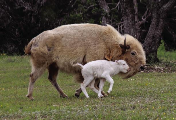 Untsi, a rare white bison, and his mom strolled back into the cedar on April 24. Untsi was born on Earth Day, April 22, at Wagon Springs Ranch, just off CR 200. Photos by Martelle Luedecke/ Luedecke Photography