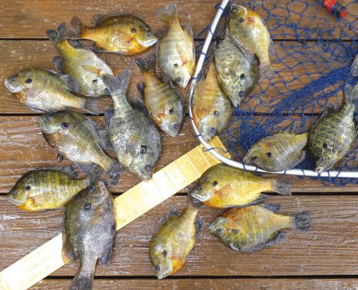 Pint-sized sunfish provide fast action and great table fare, The  Highlander